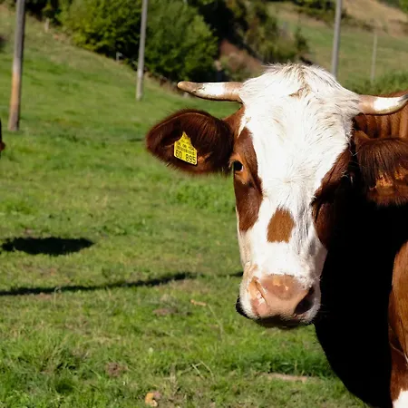 Lejlighed Giedensbach