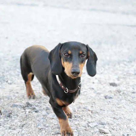 아파트 Giedensbach